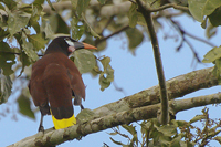 Psarocolius montezuma